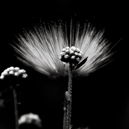 FLOR EM PRETO E BRANCO