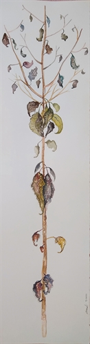 A penltima folha - The penultimate leaf