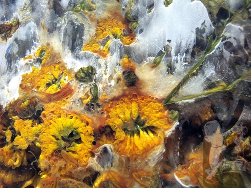 Flores em decomposição