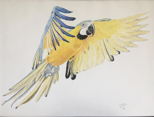 Arara-Canind - (Ara ararauna) - Animal representado em tamanho real (voando)