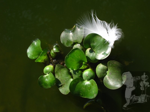 Pluma ancorada