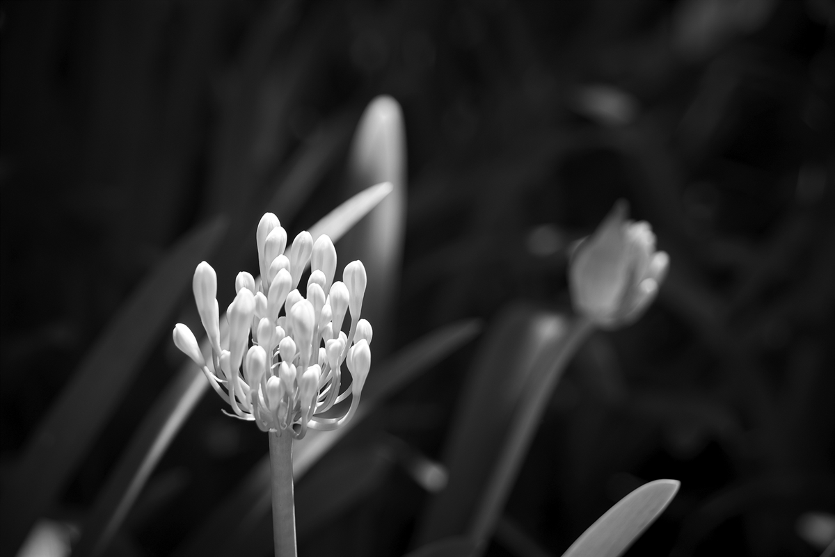 Agapanthus