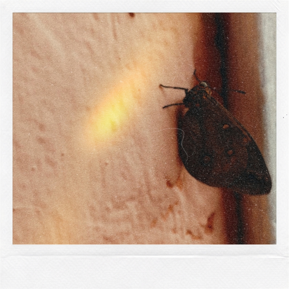 BORBOLETA-DAS-PALMEIRAS
