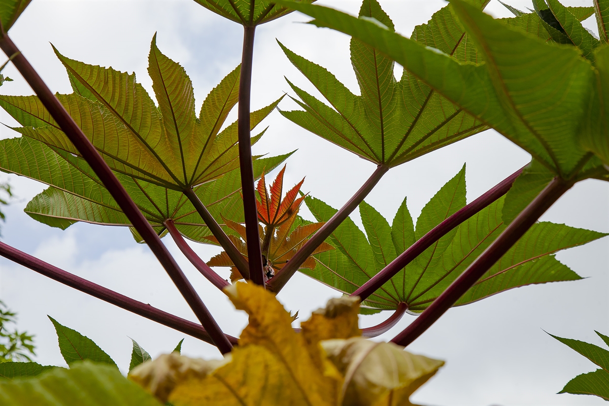 FOLHAS DE MAMONA 5654