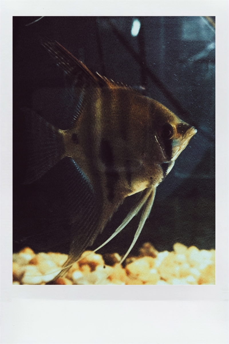 PEIXE-BANDEIRA