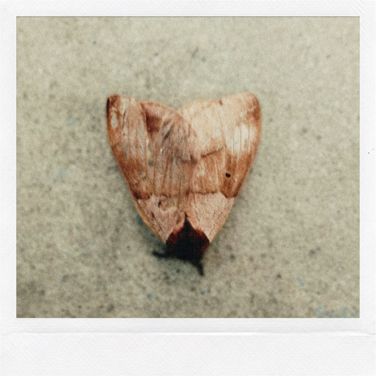 MARIPOSA