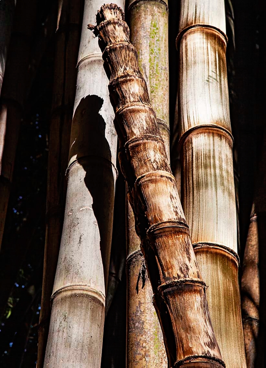 BAMBU