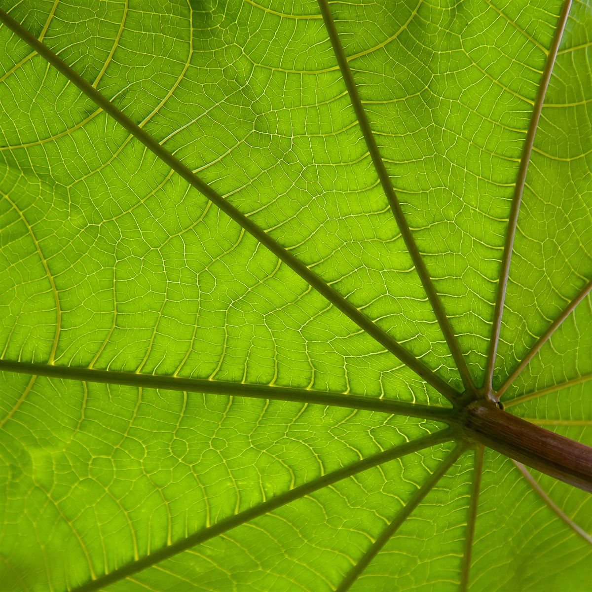 FOLHA DE MAMONA 5415