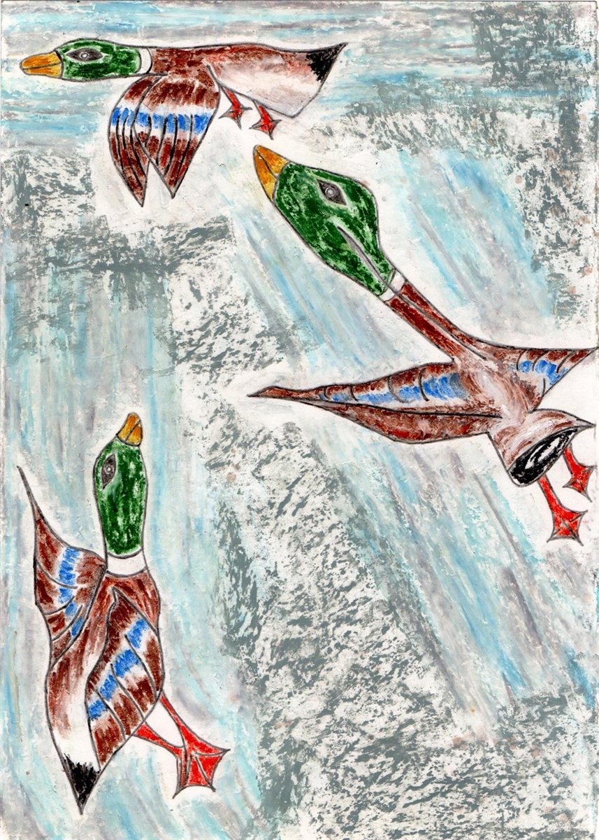 Patos Selvagens Indo Para O Alasca