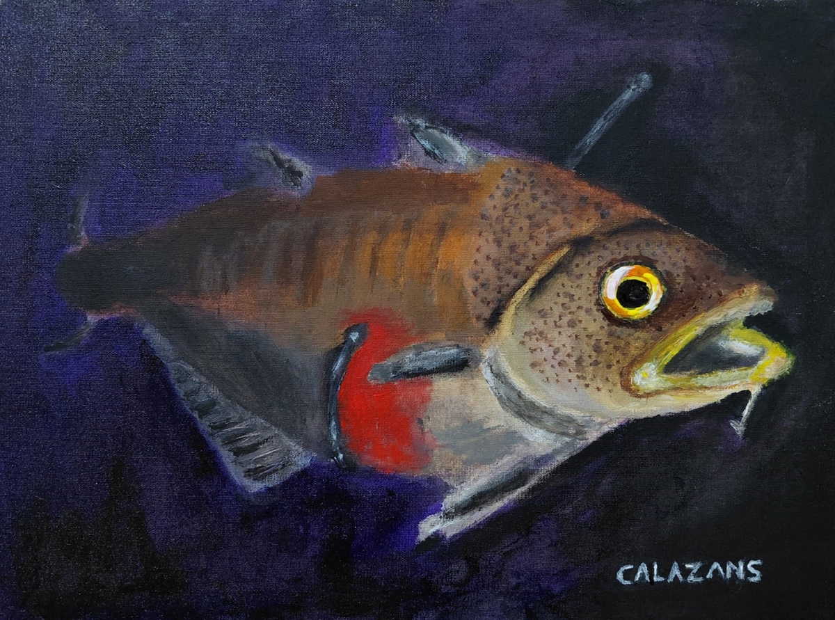 Gadus Morhua 2