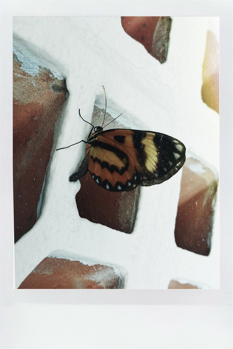 BORBOLETA-TIGRE