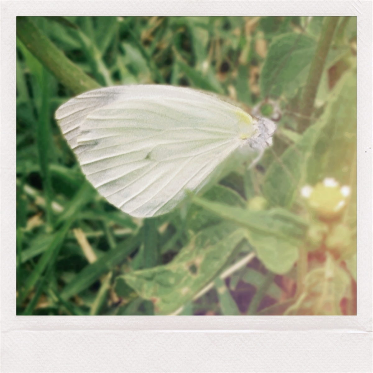 BORBOLETA-DA-COUVE