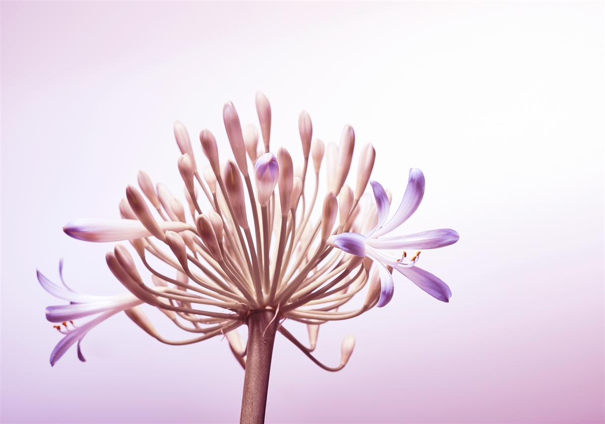 Agapanthus 01