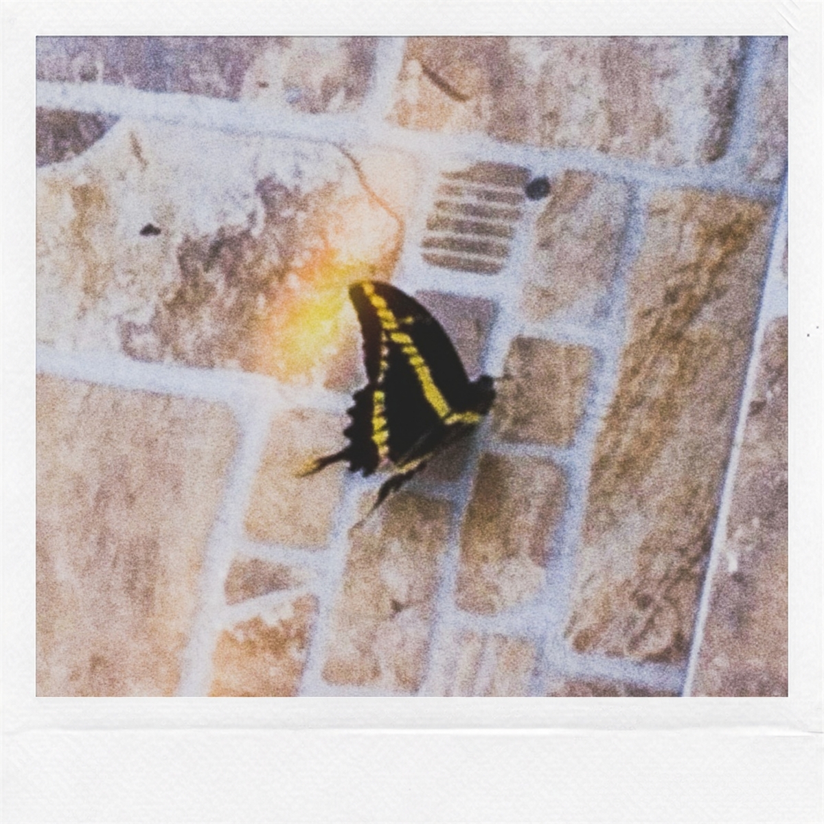 BORBOLETA-CAIXÃO-DE-DEFUNTO